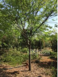 櫸樹病蟲害防治 櫸樹防治方法和技巧